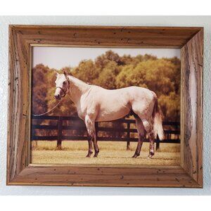 Vintage Thoroughbred Horse Grey Stallion Framed Picture Print